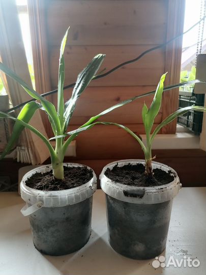 Пальма юкка