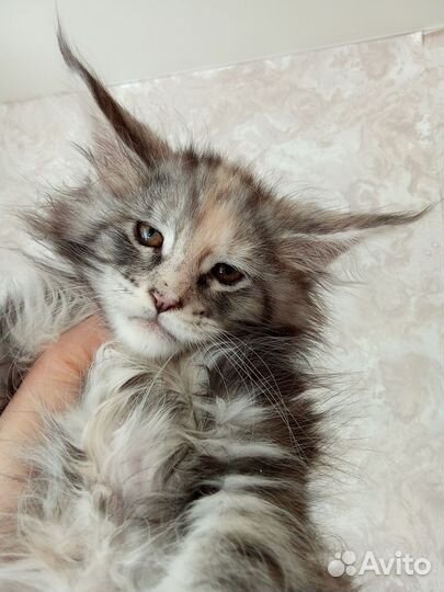 Котята мейн-кун