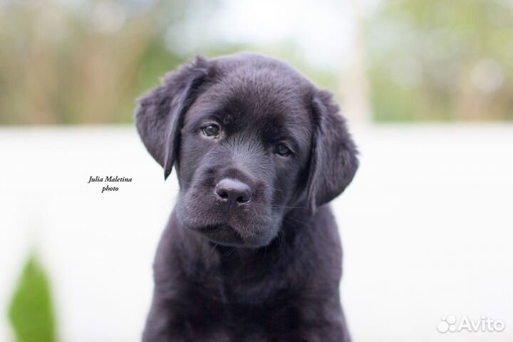 Щенки лабрадора