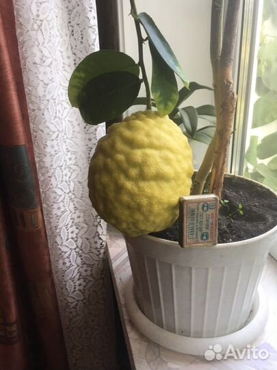 Лимон, отростки