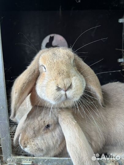 Кролики французский баран