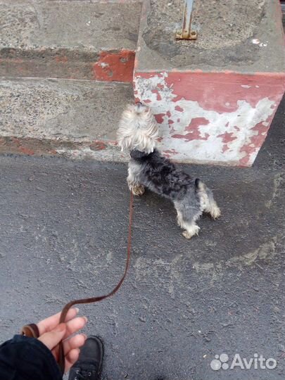Передержка
