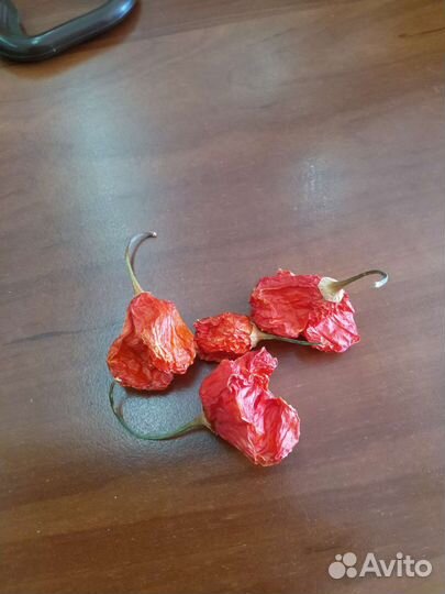 Перец острый колокольчик