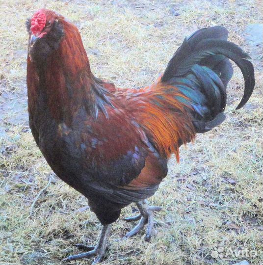Инкубационное яйцо кур