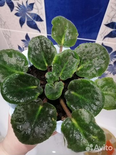 Комнатные растения