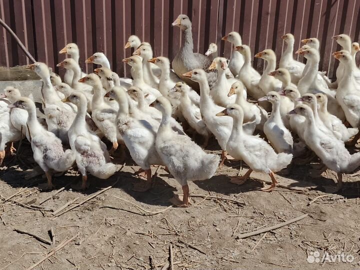 Гуси Линда 1,1 мес