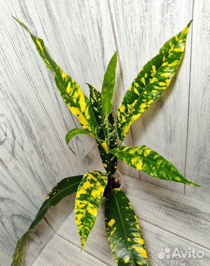 Кротон Эндрю Кинси