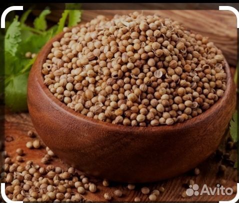Семена кориандра