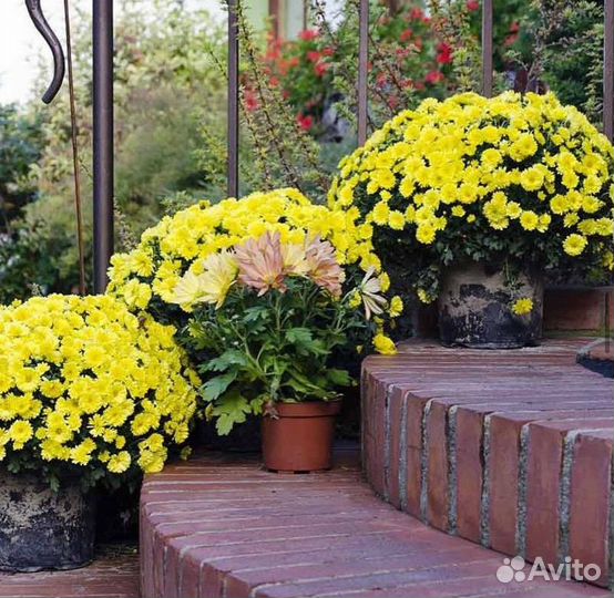 Хризантема мультифрола