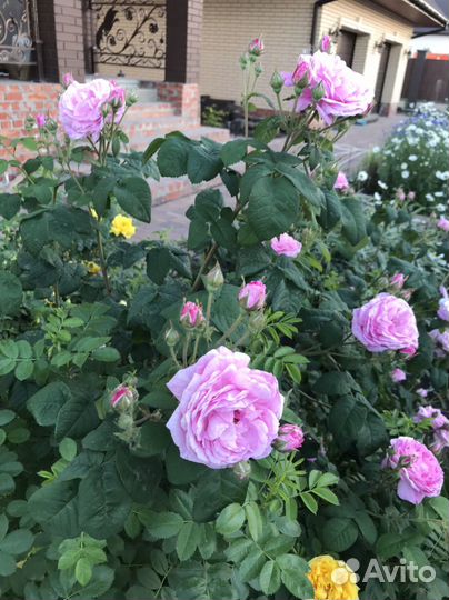 Шиповник махровый декоративный саженцы