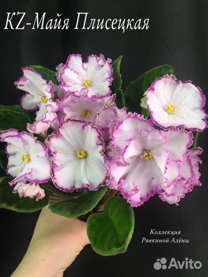 Сортовые фиалки