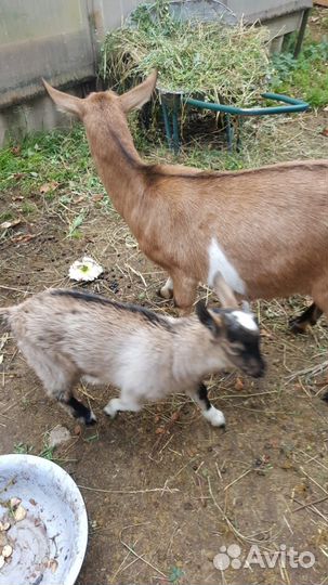 Коза дойная чешская