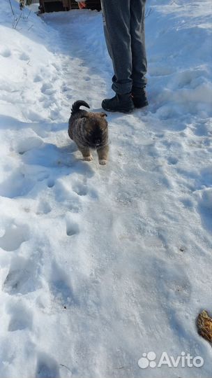 Собака в добрые руки отдам бесплатно