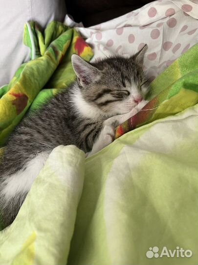 Кошка в дар