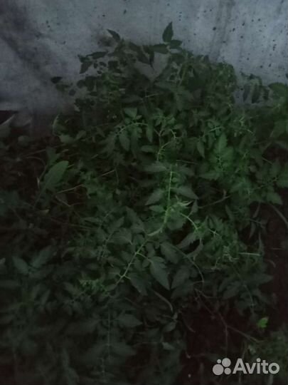 Рассада помидор