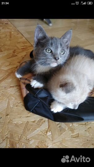 Шотландские котята