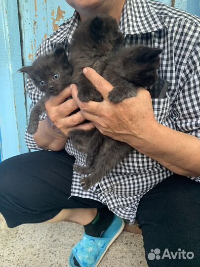 Чистокровные котята дворянской породы