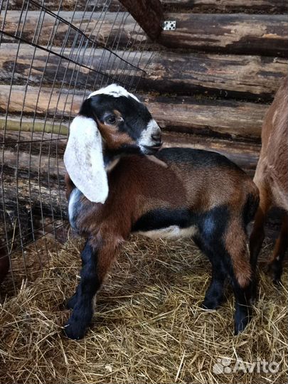 Англо нубийские козлята