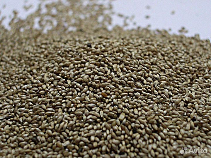 Семена Тимофеевки луговой