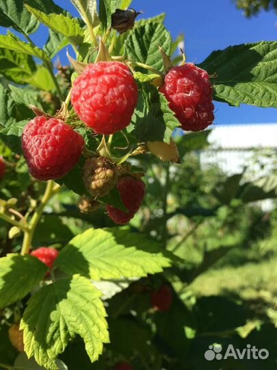 Малина, ежемалина