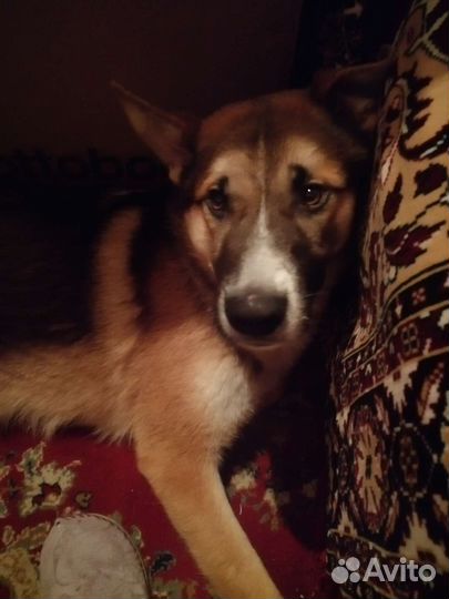 Отдам в добрые руки. Чей-то потеряшка