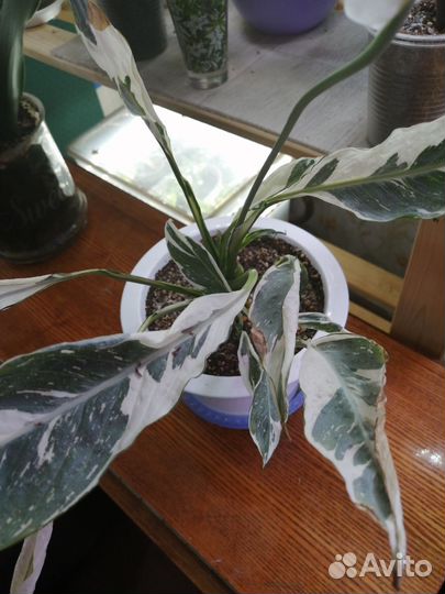 Спатифиллум домино тайский