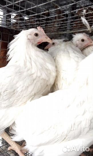 Дomaшниe куры