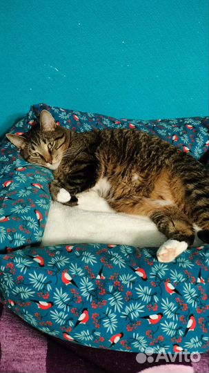 Котик в добрые руки