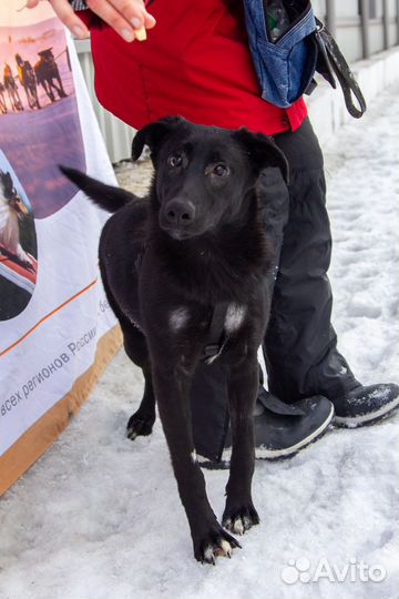 Особенная собака в добрые руки