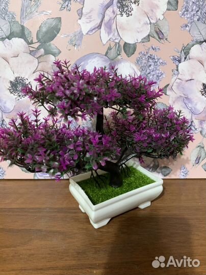 Дерево бонсай