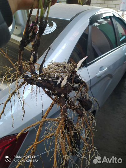 Пион Ито гибрид Хиллари