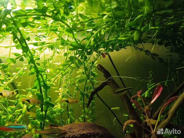 Растение в аквариумное