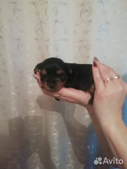 Готовятся к продаже