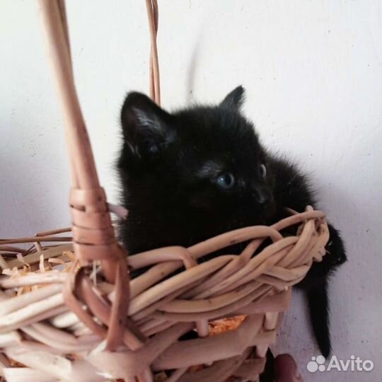 Чёрные котята, мальчики и девочки в добрые руки