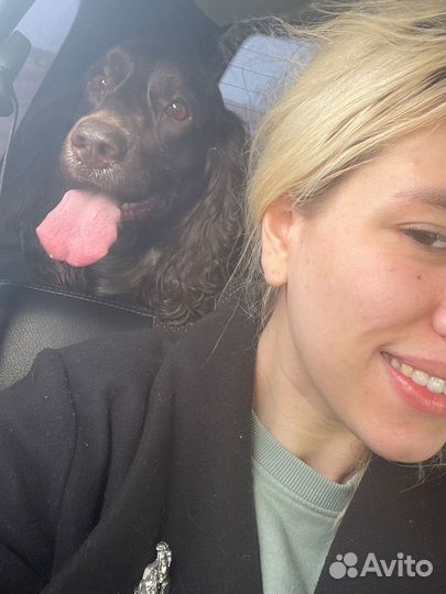 Догситтер выгул собак