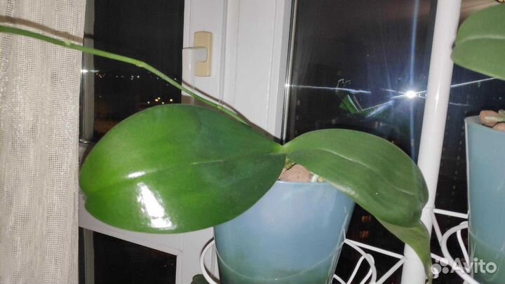 Орхидея фаленопсис