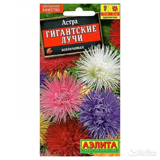 Рассада астры