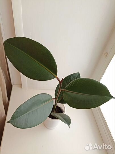 Фикус каучуконосный эластика