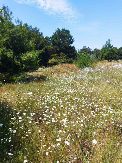 Участок 5 сот. (СНТ, ДНП)