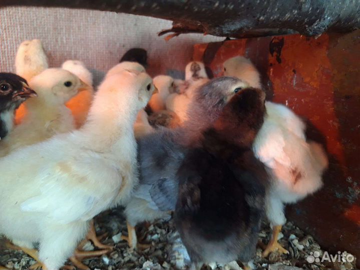 Цыплята