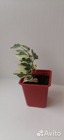 Фикус бенджамина