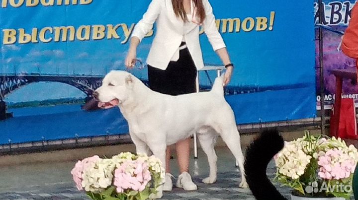Алабай вязка