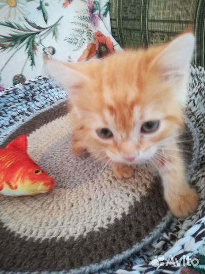 Отдам в добрые руки