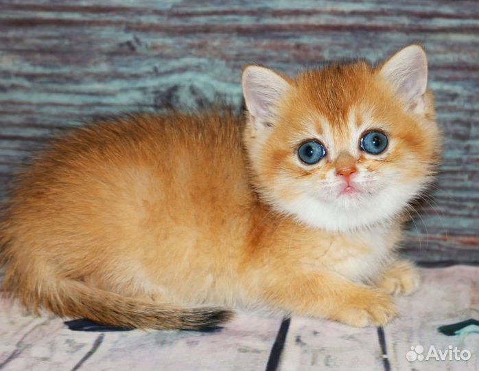 Котята британская золотая шиншилла