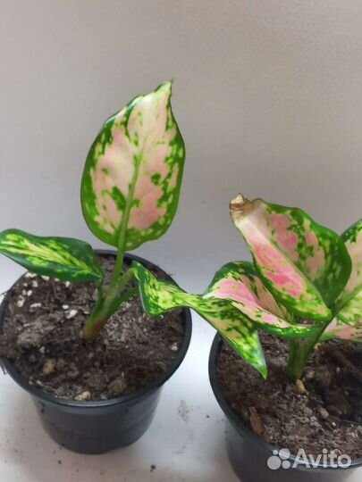 Аглаонема пинк стар