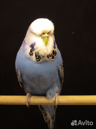 Попугай ввп чехи. Взрослые птицы