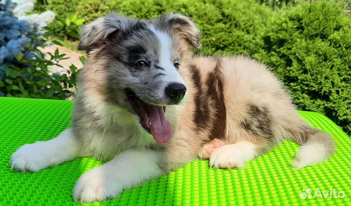 Мраморная девочка бордер колли