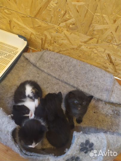 Котята в добрые руки