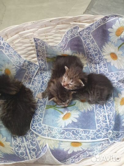 Котята в добрые руки