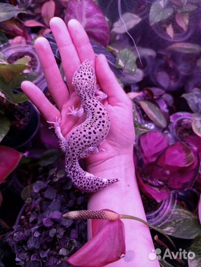 Эублефар Mack Snow Enigma Eclipse Самка